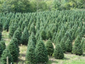 Fraser Fir at Farm in Sparta, NC