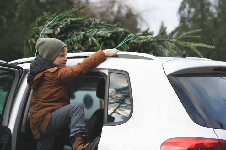 loading freshly cut tree