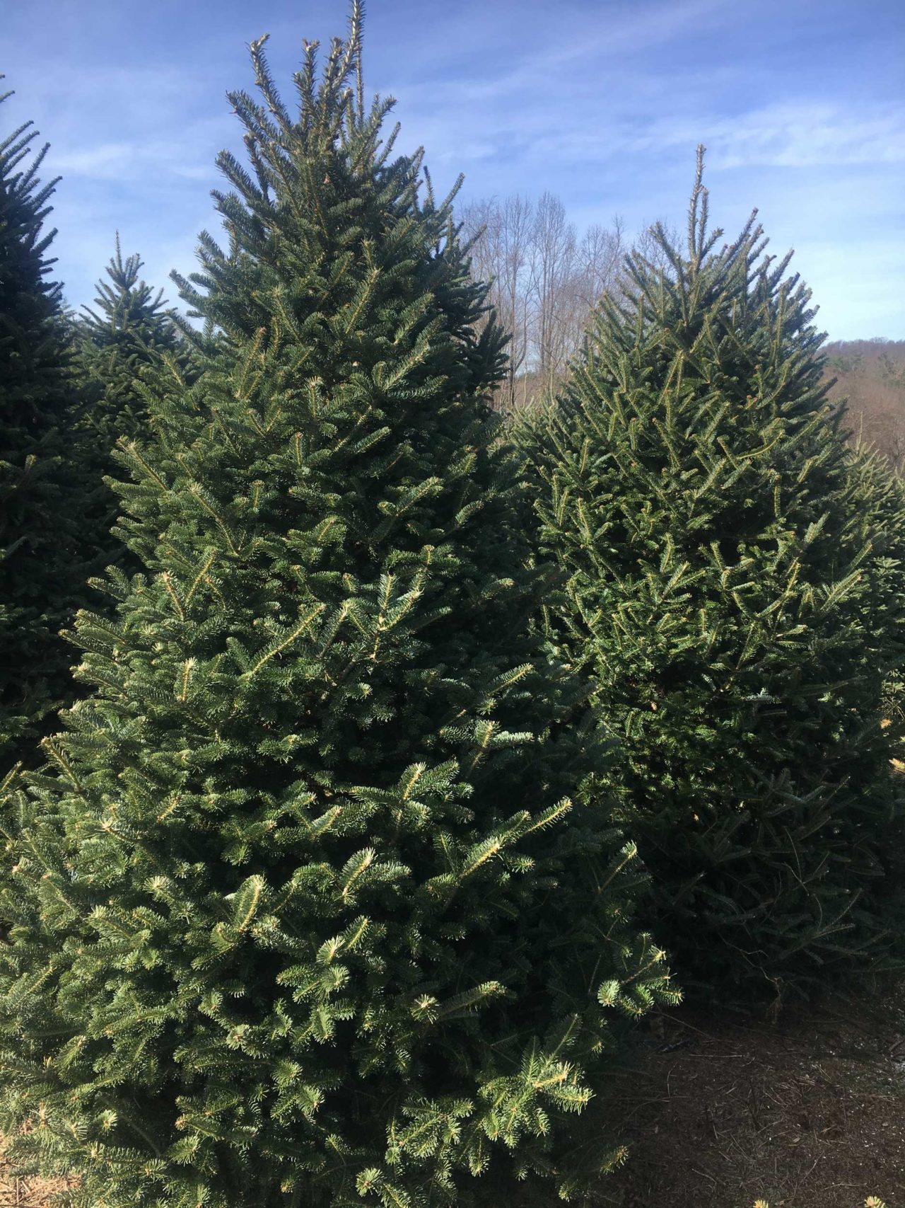 Local Christmas Tree Lot Greensboro, NC About Bryan's Christmas Trees