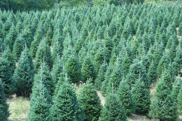 Fraser Fir Christmas Trees at Farm in Sparta, NC